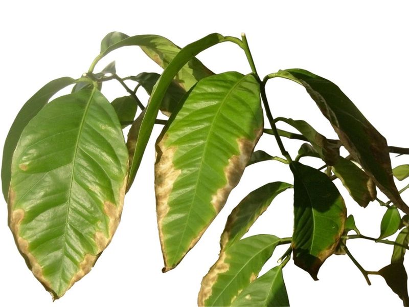 Brown, Crispy Leaf Tips and Edges