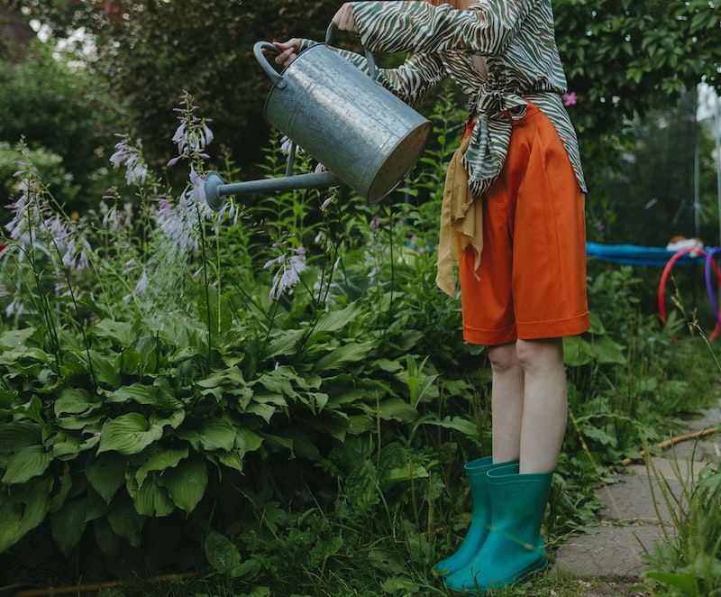 Water Consistently, Avoid Overwatering