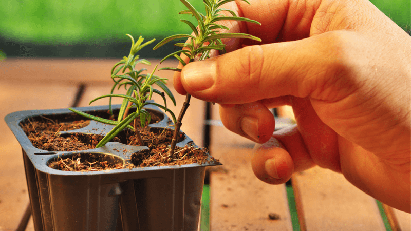 Plant in a Light, Fast-Draining Mix