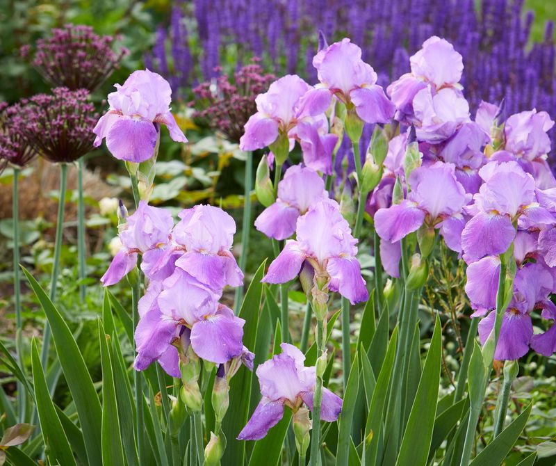 Iris