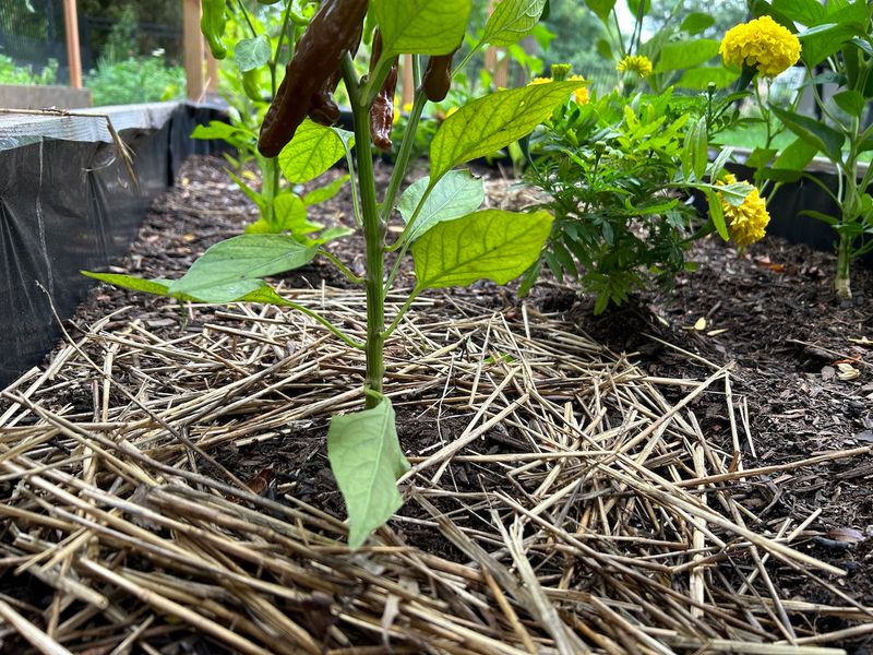 Mulch to Lock In Moisture and Feed the Soil