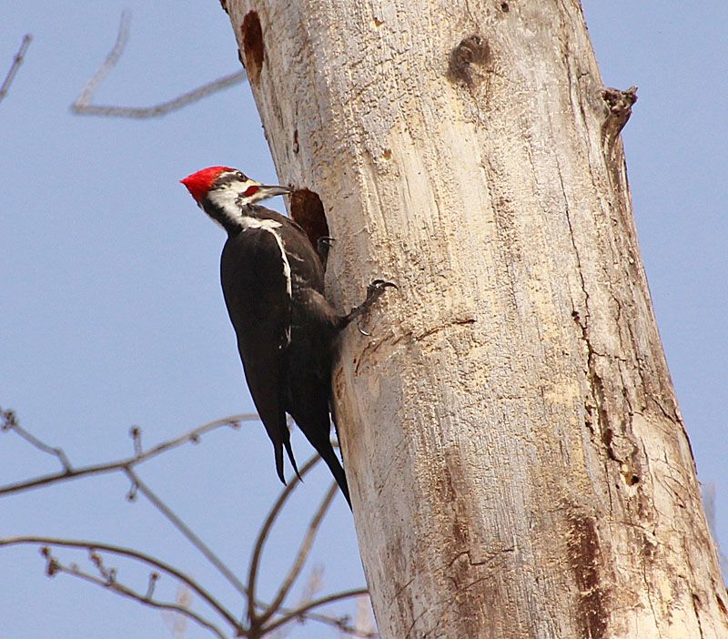 A rectangular excavation does not prove that the woodpecker built a nest