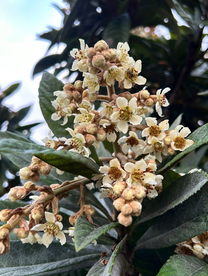 Fall bloom is normal for a loquat