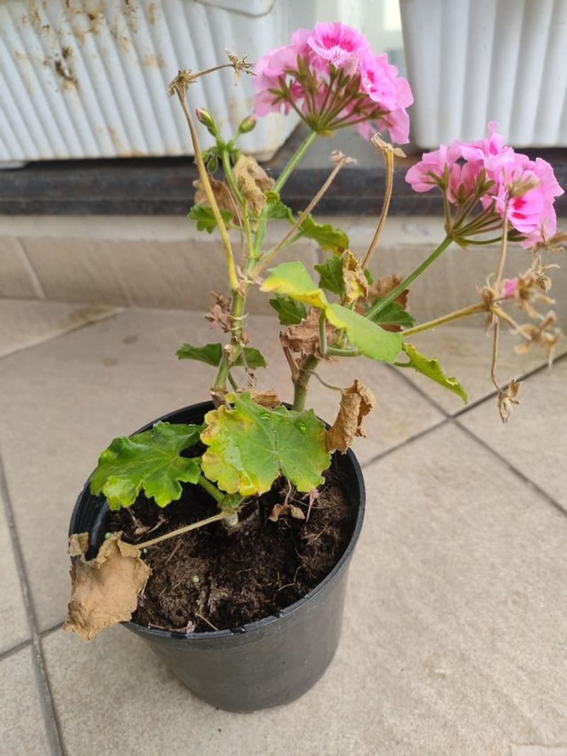 Decaying Material On The Plant