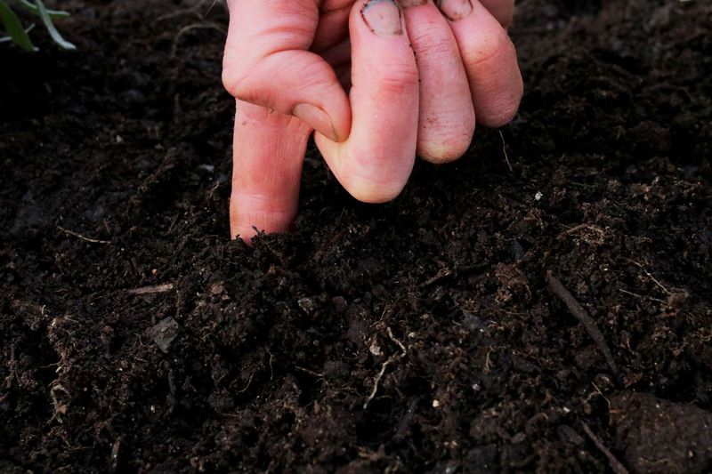 Check the Soil Before You Assume It Is Thirsty