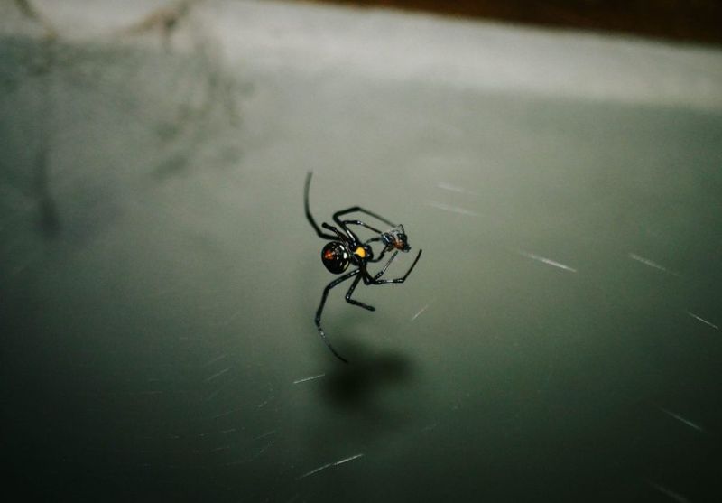 Leave undisturbed spiders alone instead of spraying the yard
