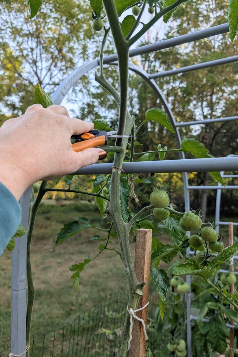 Topping the Plant Too Early
