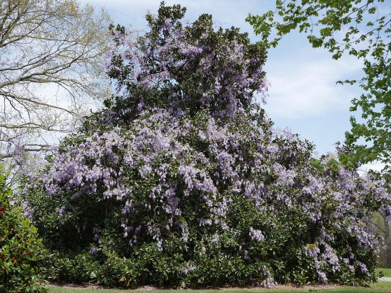 Chinese Wisteria