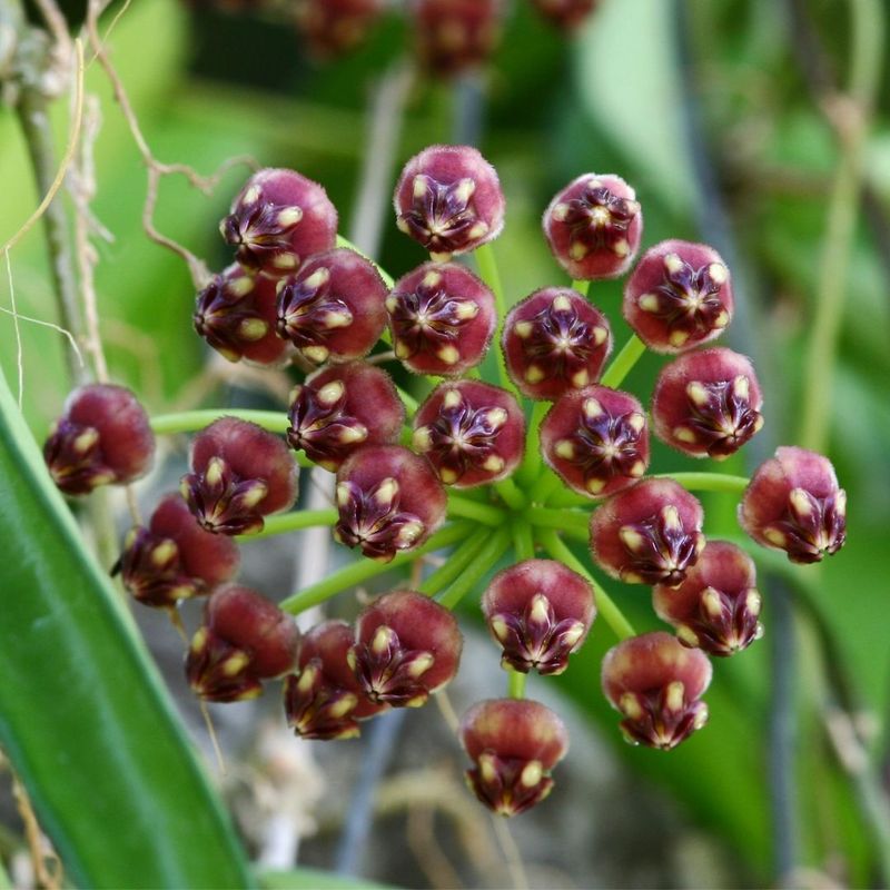 Hoya wayetii