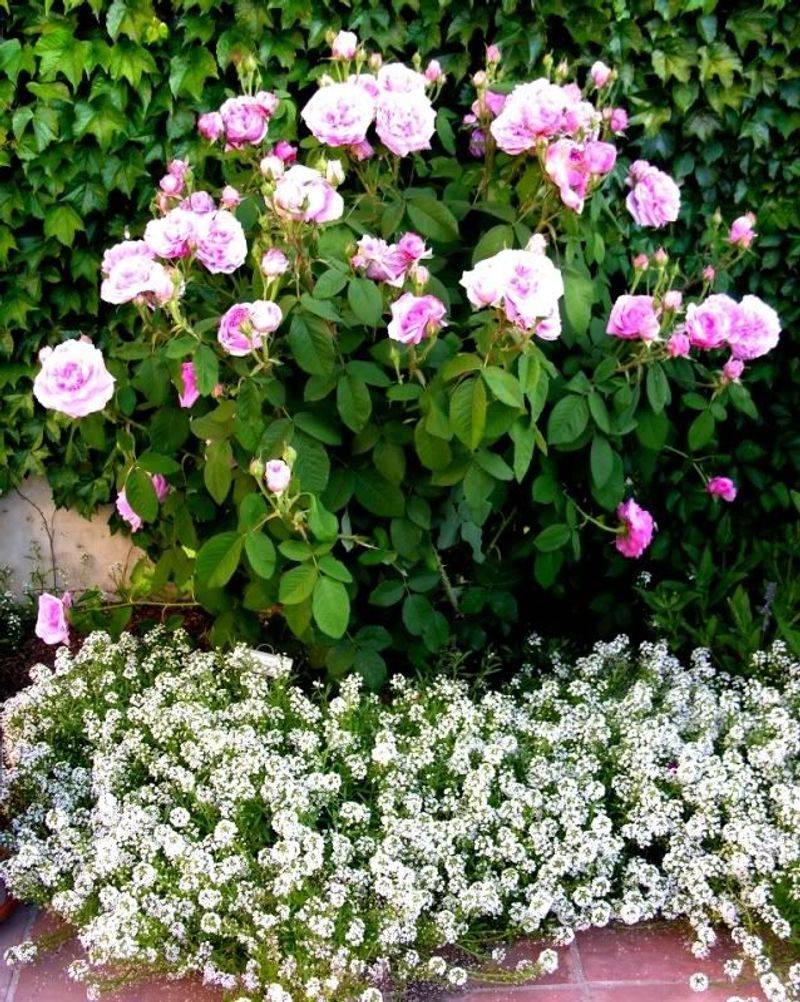 Sweet Alyssum