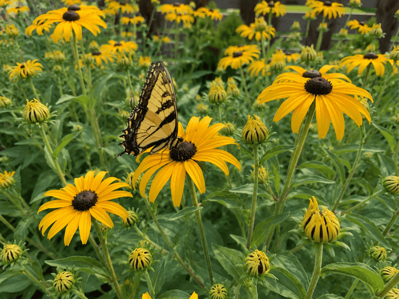 Protect the Rest of the Yard by Skipping Broad Sprays