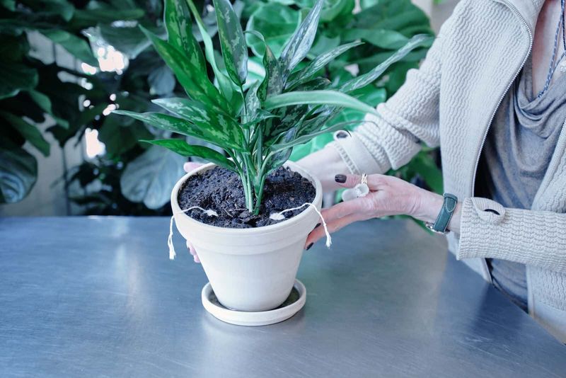 The Watering Habits That Keep the Root Zone Wet