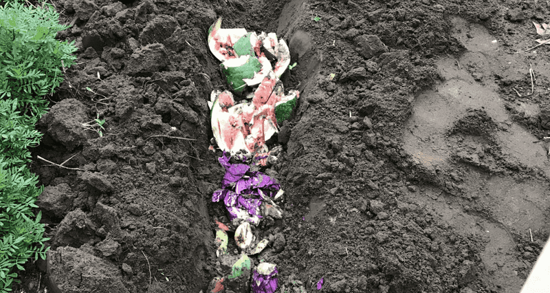 Trench composting recycles peels without promising a quick fix