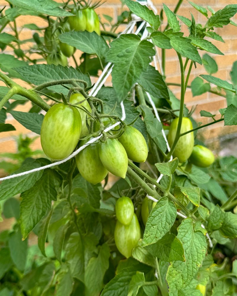Overburdened Plants
