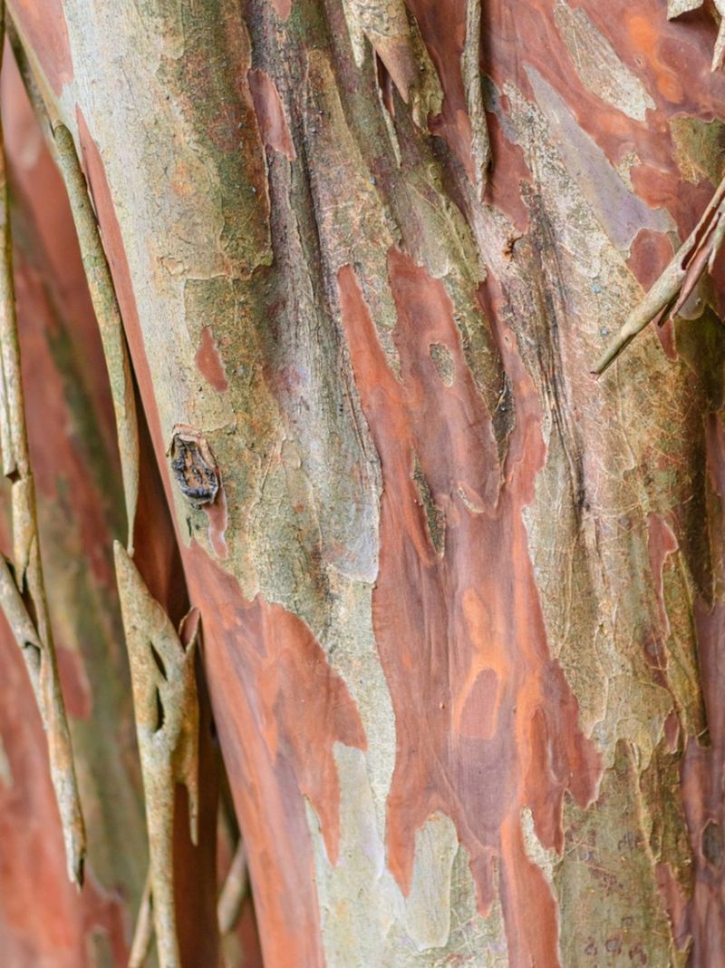 New bark creates the crape myrtle’s changing colors