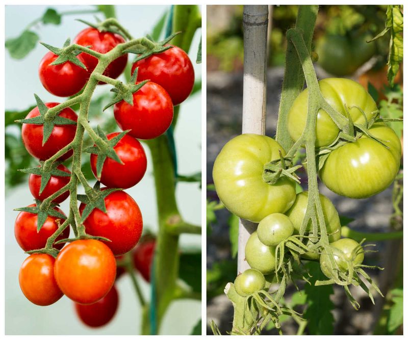 Plant Age or Variety