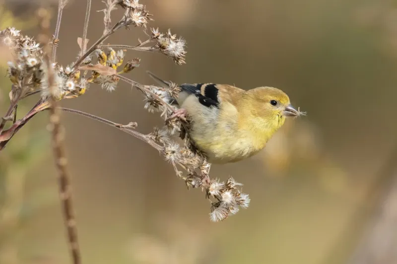 American Goldfinches