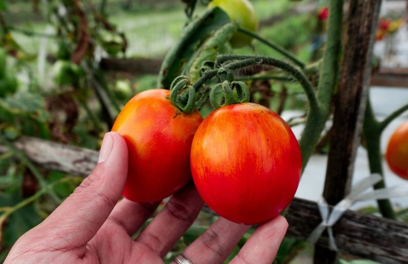 It Supports Better Fruit Flavor in Magnesium-Poor Beds