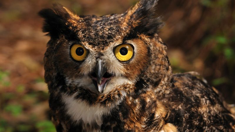 Why great horned owl courtship calls rise in fall