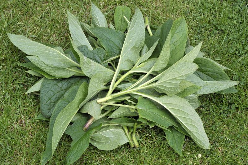 Comfrey Leaves