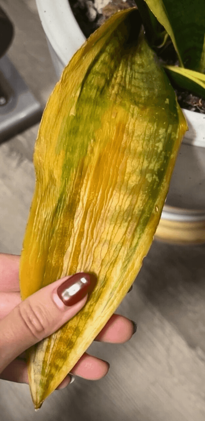 Yellowing Leaves With Soft, Mushy Texture (Overwatering)