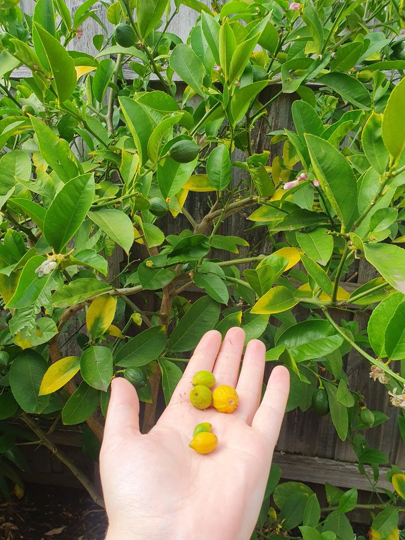 A few dropped fruitlets can be normal