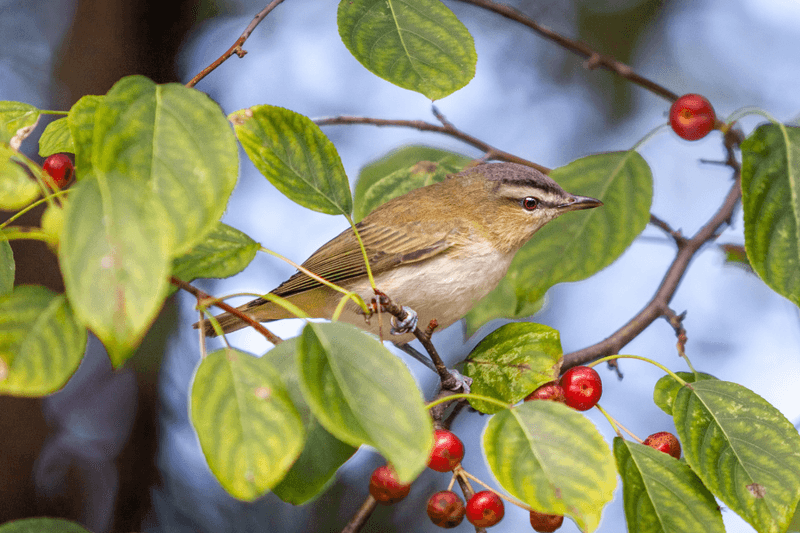 Vireos