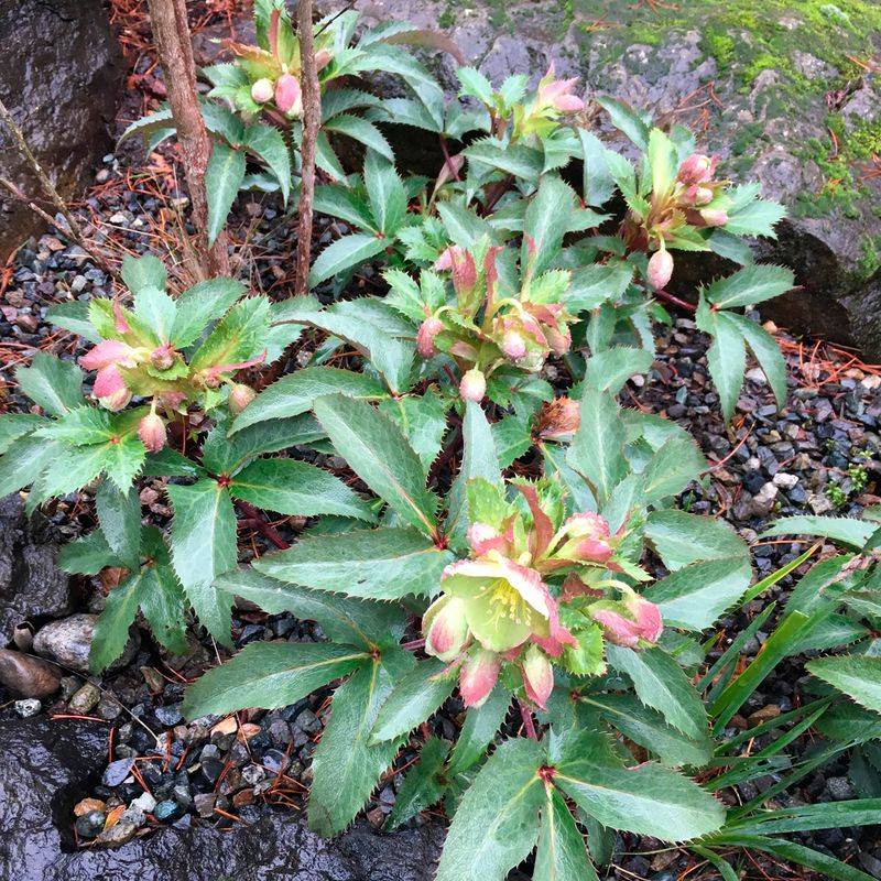 Hellebores (Lenten Roses)
