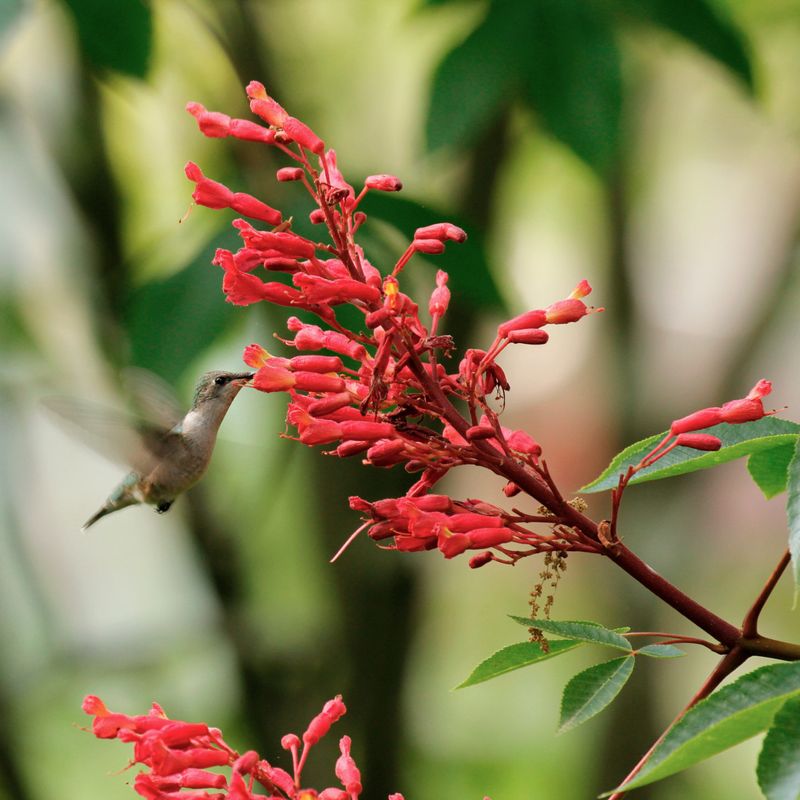 Red Buckeye (Aesculus pavia)