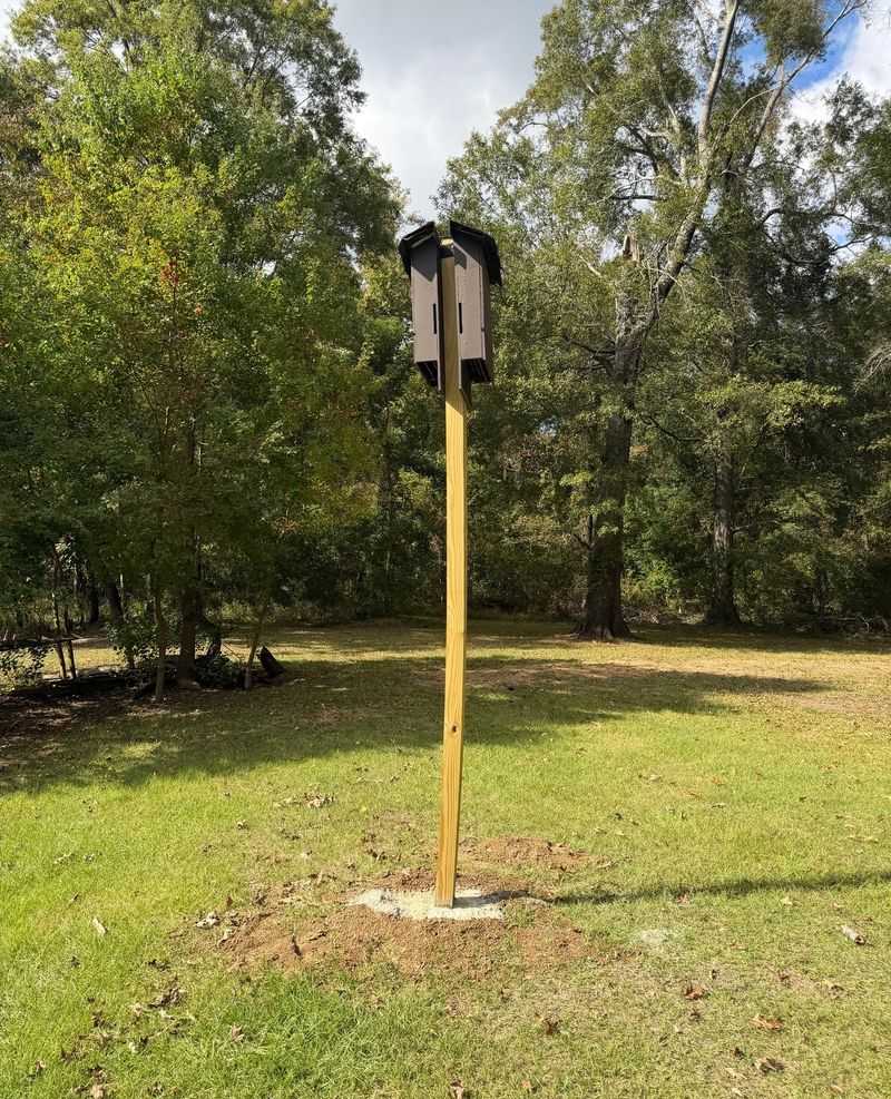 A Bat House Offers a Roost, Not a Pest-Control Promise