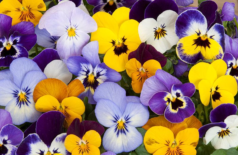 Violas (Pansies)