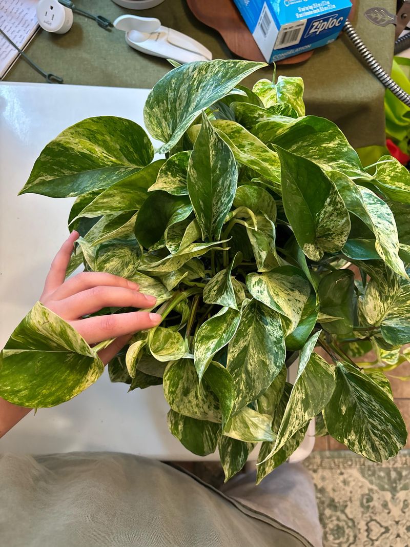 Consider Growing Multiple Plants Together