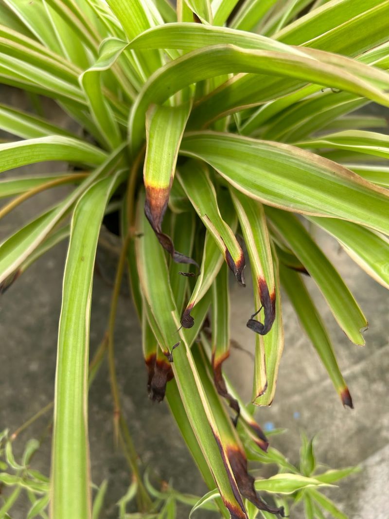 Let Soggy Soil Dry Out Completely