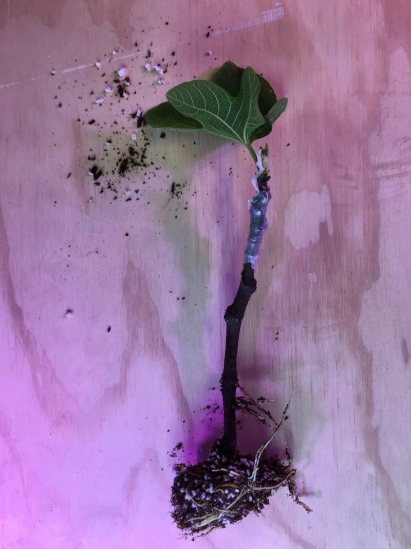 New leaves do not confirm that roots have formed