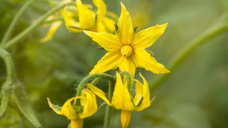 Potentially Increasing Blossom and Fruit Production