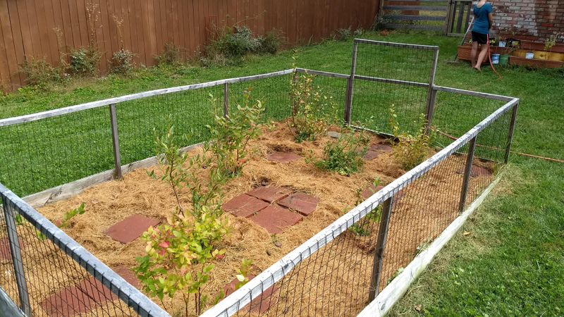 A Thick Blanket of Pine Straw Mulch Over Moist Soil