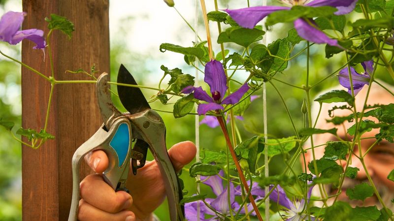Hard Pruning for Group 3 Clematis Annually
