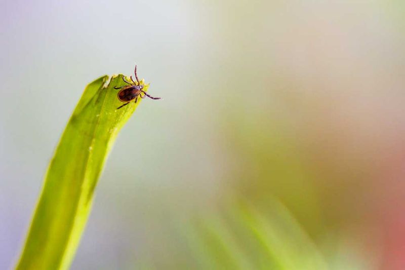 Ticks, With an Honest Asterisk
