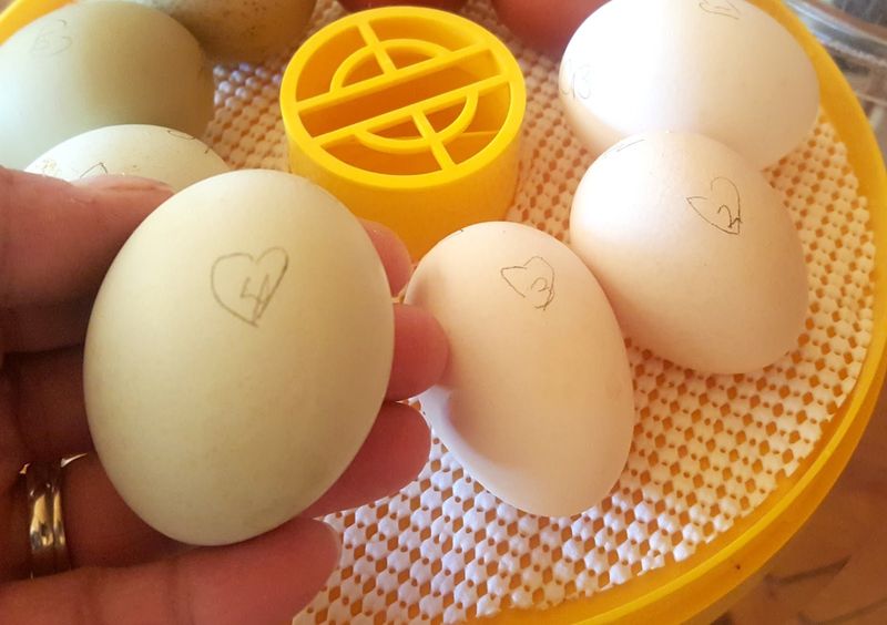 Turn eggs during incubation, then stop near hatch