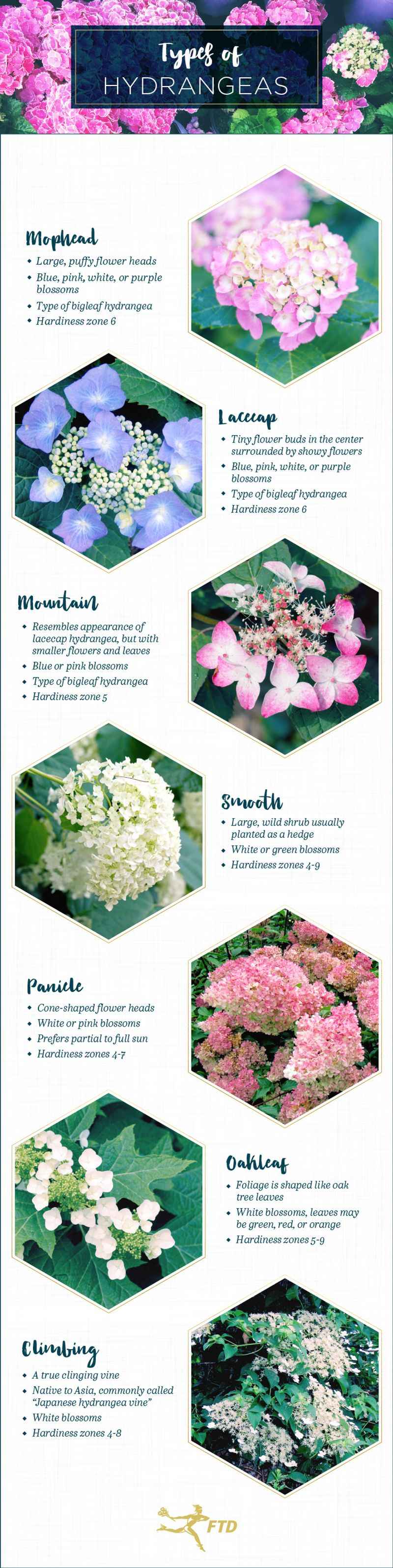 First confirm that the hydrangea can change color