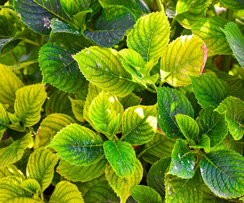 Yellowing, Mushy Leaves with Soggy Soil