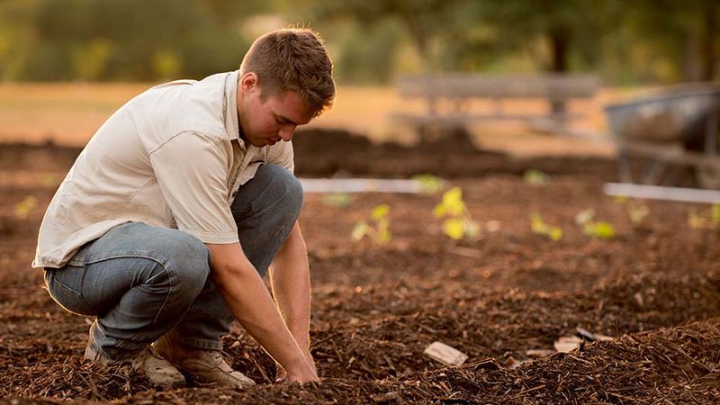 Set the sowing date from your local first frost