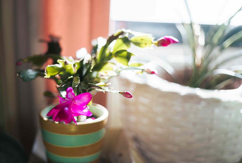Move It Into Bright, Indirect Light