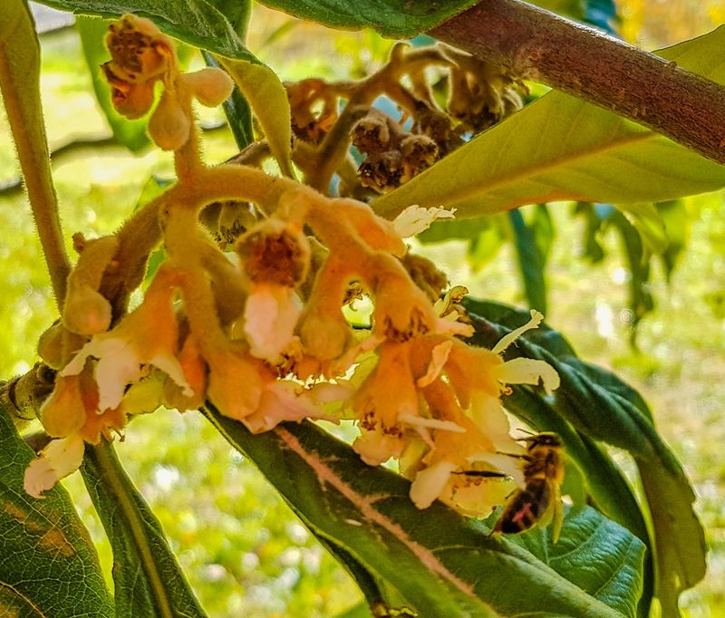Pollination can help fruit set, but it cannot prevent a freeze
