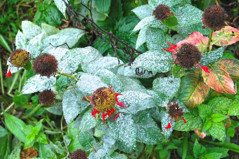 Bee Balm