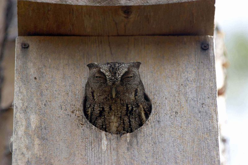What an owl box can—and cannot—do for a North Carolina yard