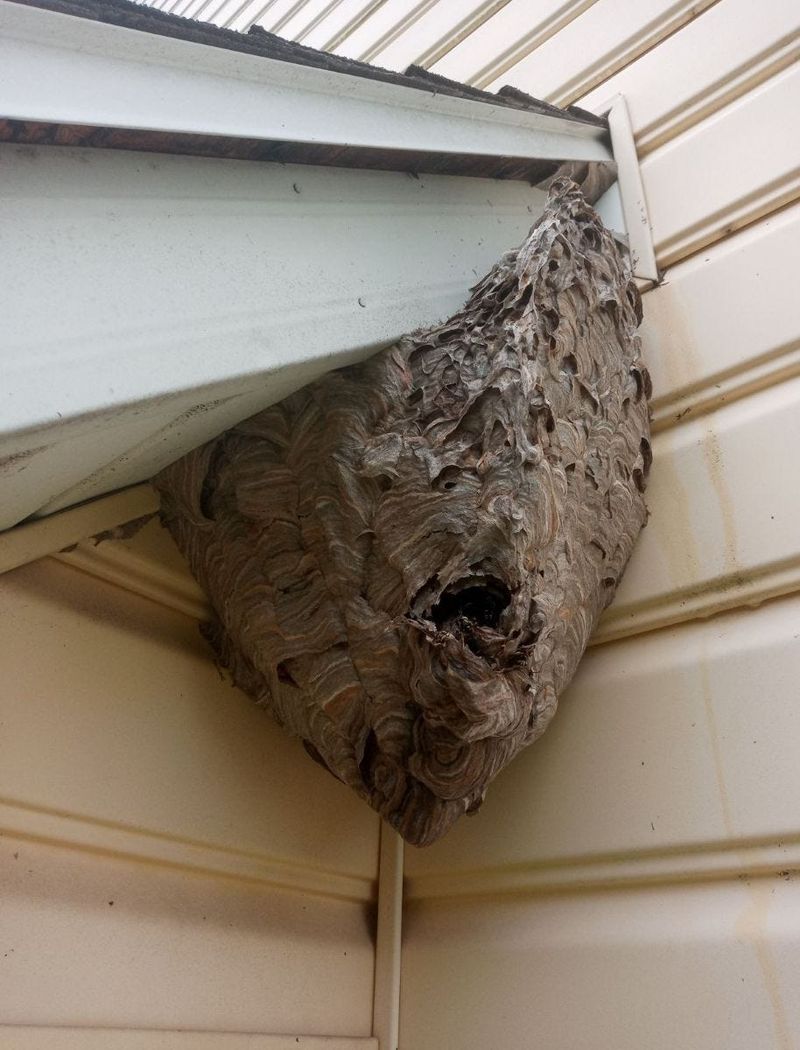 Do not sweep away a paper-wasp nest automatically