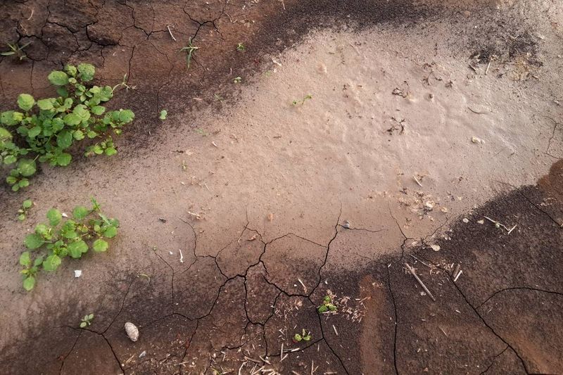 Constantly Wet or Soggy Soil