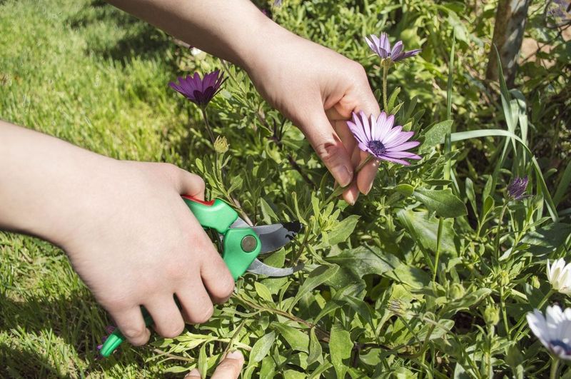 Prune for Delayed Blooms or Reduced Height