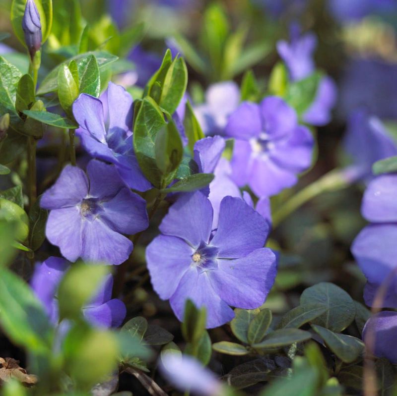 Swap Out The Invaders: English Ivy, Vinca, and Spreading Liriope